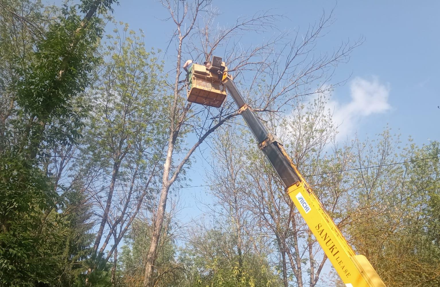 Опиловка деревьев, заражённых ясеневой изумрудной златкой